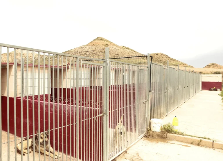 4 zarpas galeria 1 768x556